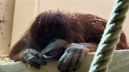 Nénette Extrait vidéo (3) VF