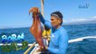 Catching ‘dalupapa’ or giant squids of Romblon | Born to be Wild