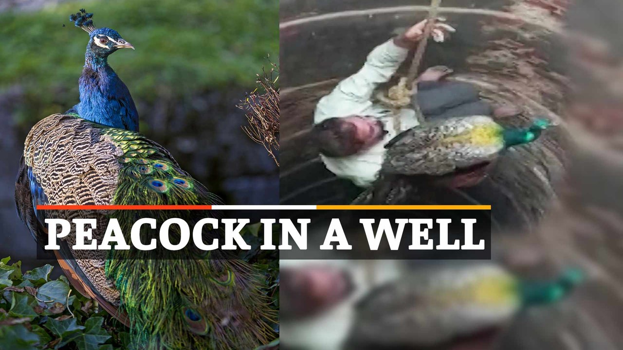 WATCH | Peacock Rescued From A 60-Feet Deep Dry Well