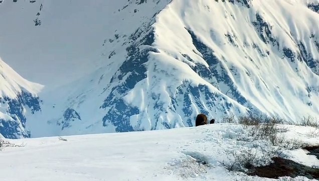 Grizzly - EXTRAIT VF Les premiers pas