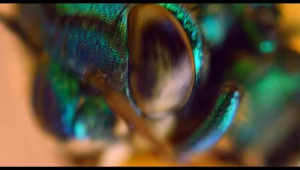 Pollen Extrait vidéo (4) VF