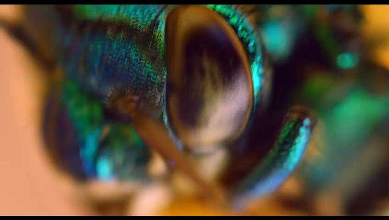 Pollen Extrait vidéo (4) VF