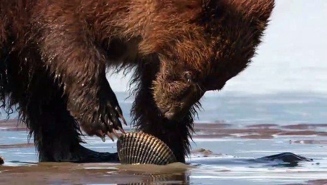 Grizzly - EXTRAIT VF Les palourdes