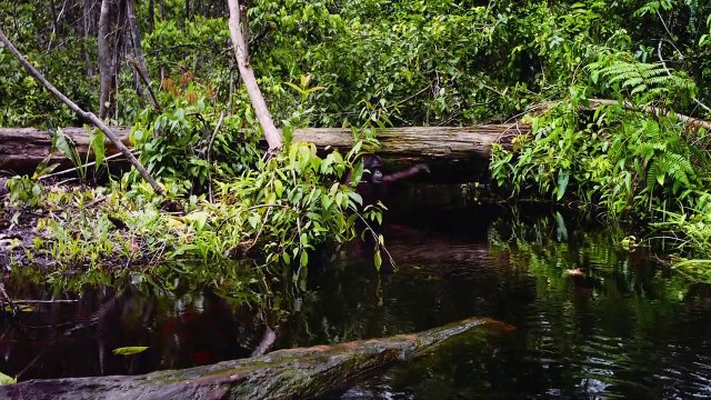 Born to Be Wild Bande-annonce VF