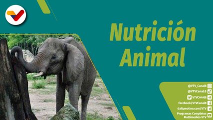 Download Video: Punto Verde | La nutrición de las especies que habitan en el Zoológico de Caricuao