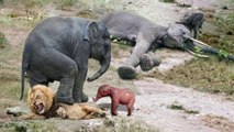 Elephant VS Lion, see the mother elephant defeated the king lion to protect her babies