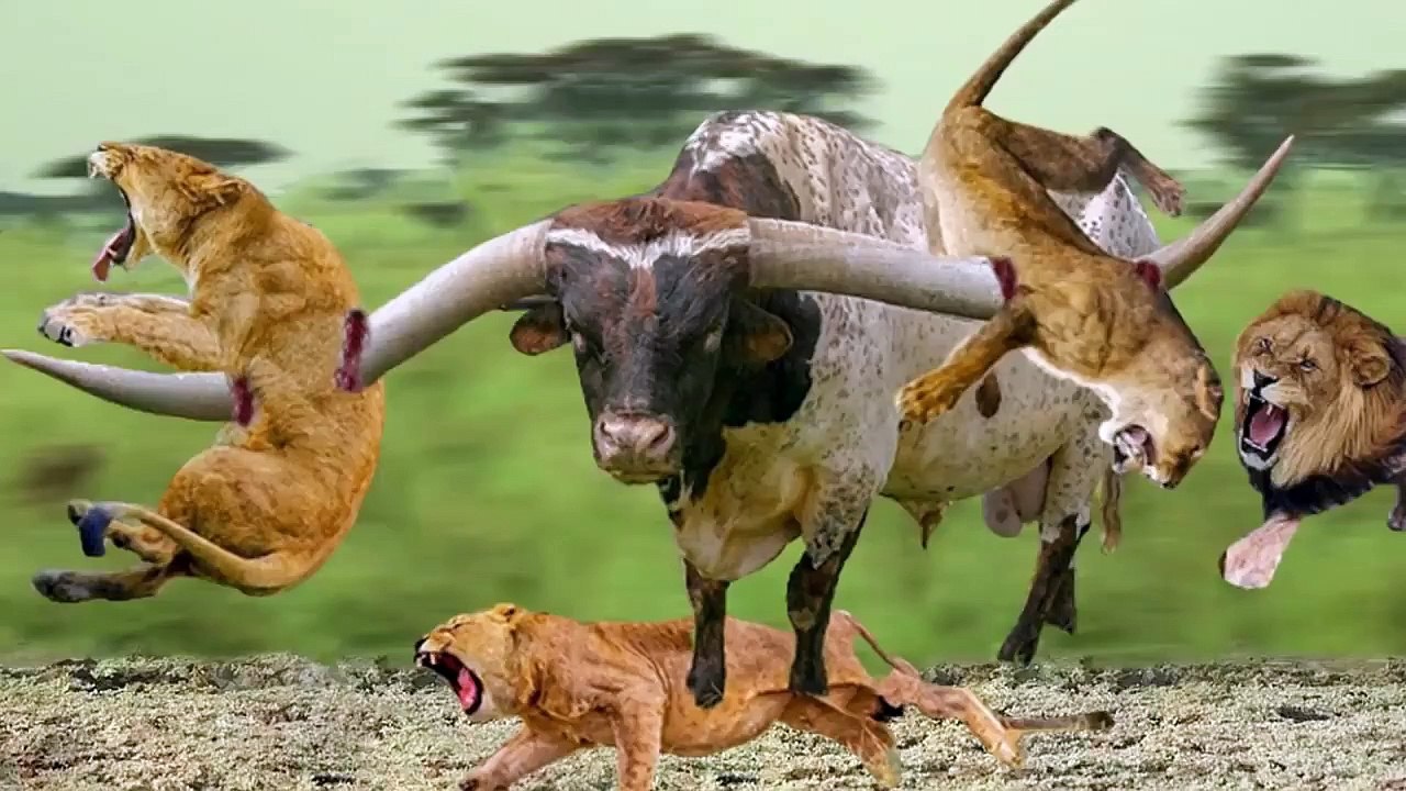 Angry Buffalo with giant horns killed 10 lions alone!, see the reasons!