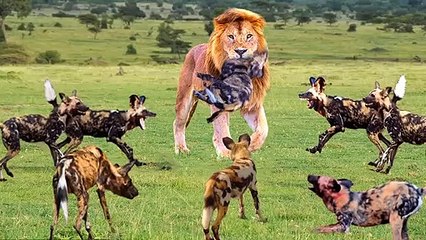 Father lion take his cub revenge , killed  10 wild dogs !see the bloody battle