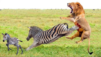 mother zebra VS  hungry lion ,which instinct will win? motherhood or hunger! you will not believe
