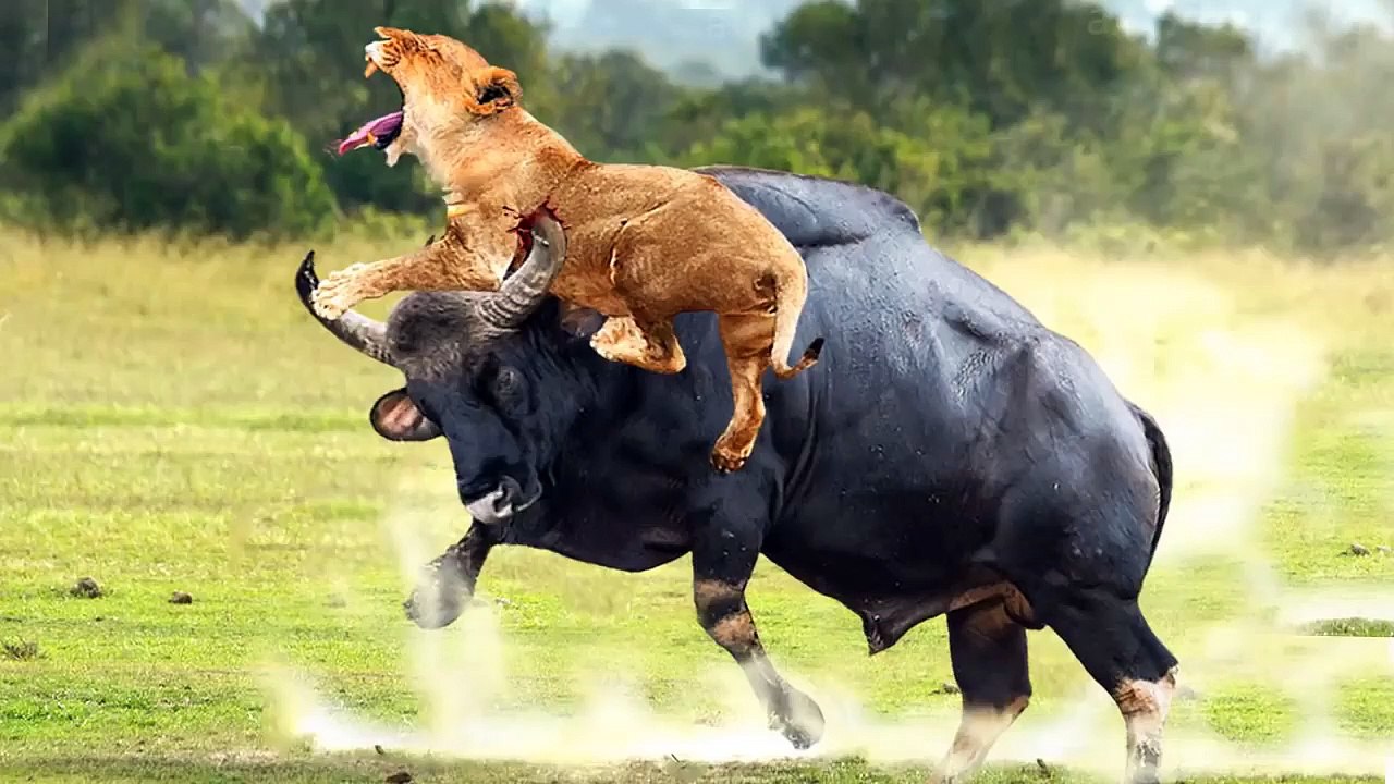 Buffalo VS lion , see this fear when he realized that he  messed with the wrong Buffalo !