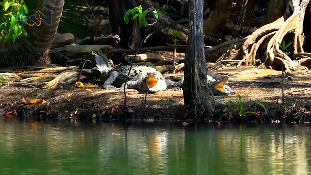 mqn-golfito-secretos-de-biodiversidad-220422