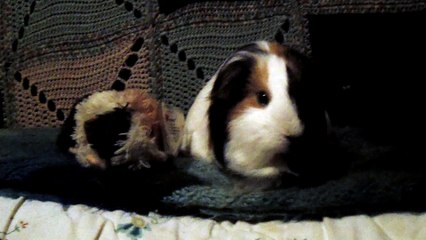 CAVIA PORCELLUS TURMERIC 102_8340