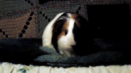 CAVIA PORCELLUS TURMERIC 102_8342