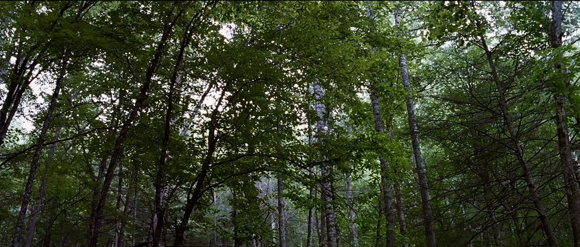 Hunger Games Teaser VO