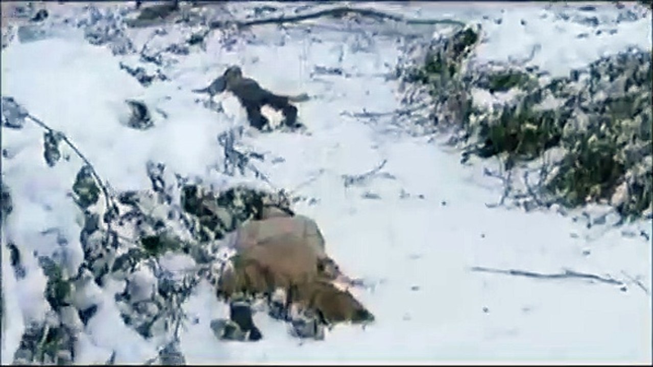 BloodRayne II: Deliverance Bande-annonce VO