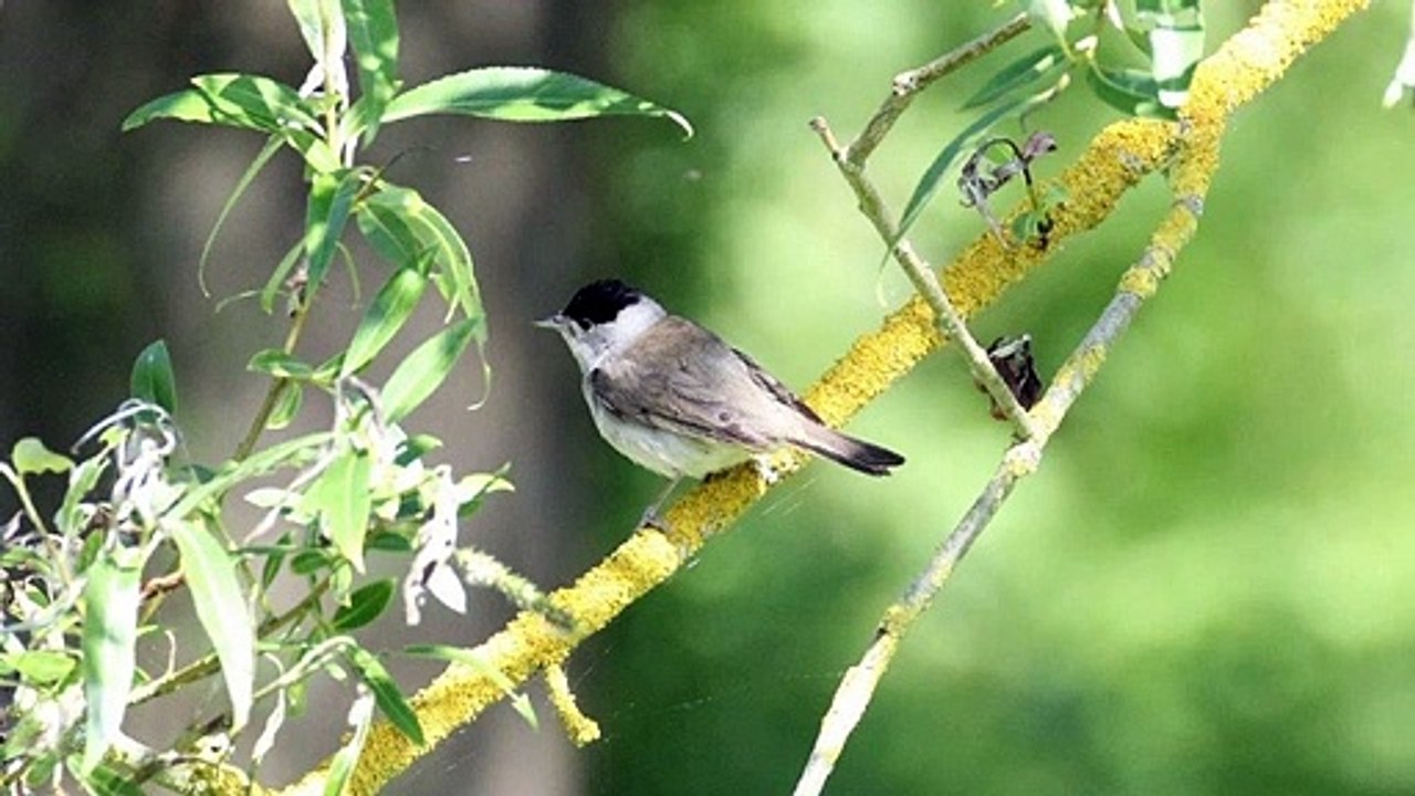 Black cap song