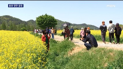 봄바람 타고 '산들'…진달래, 유채꽃 절정