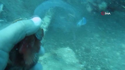 Binlercesi kıyıya vurmuştu... Bu kez çıyanlara yem olurken görüntülendiler