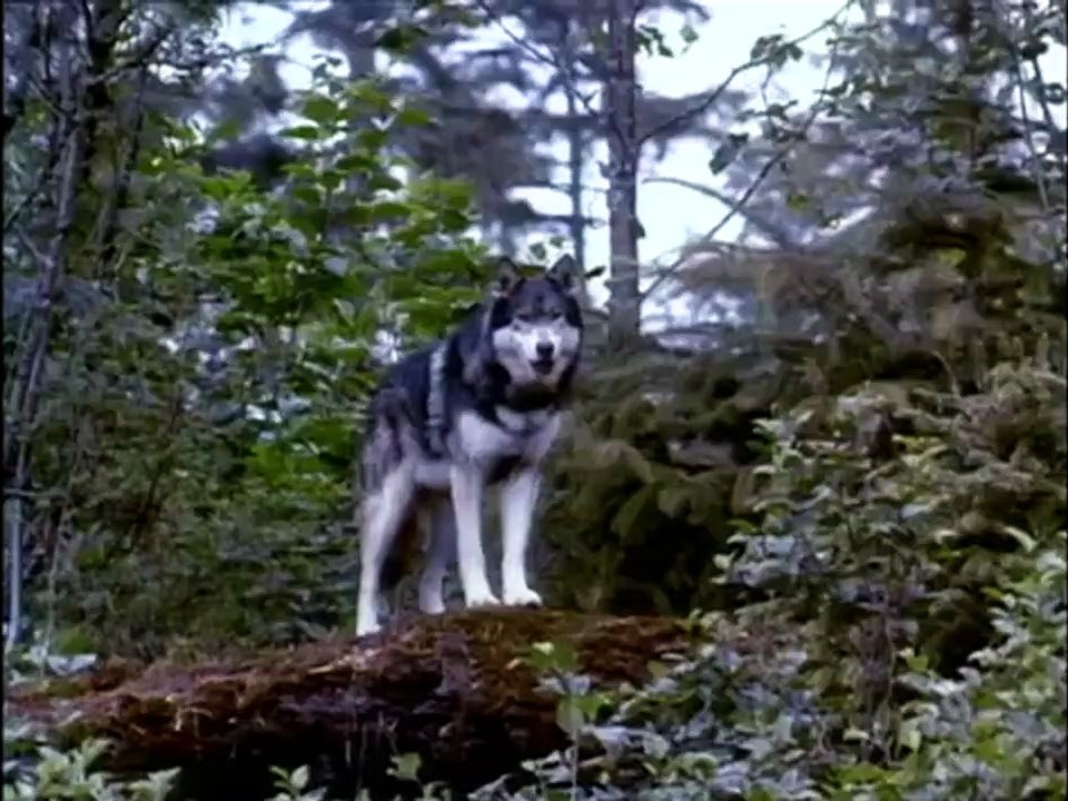 Croc-Blanc Bande-annonce VO