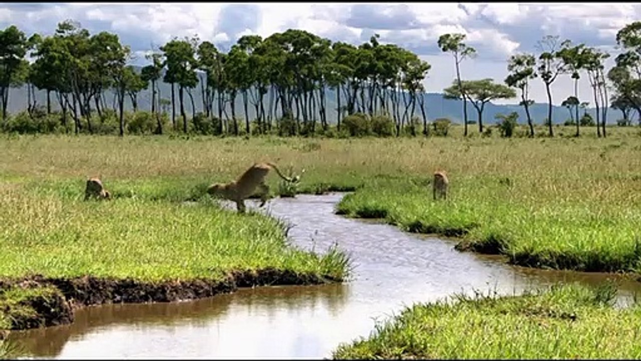 Jean-François Camilleri Interview 3: Félins