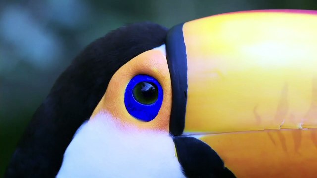 Viva Argentina! Des chutes d'Iguazù à la Patagonie Bande-annonce VF