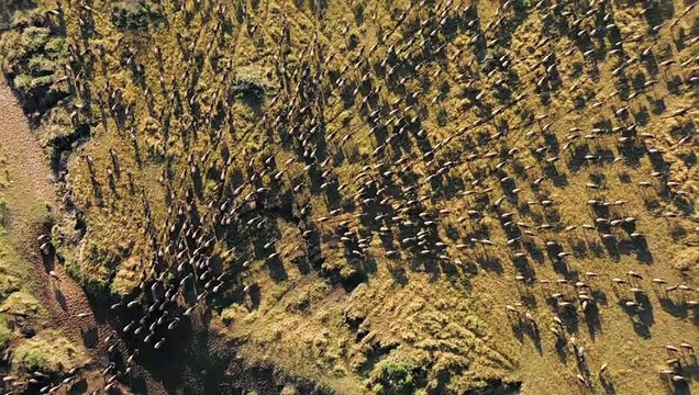 Félins Vidéo clip VF