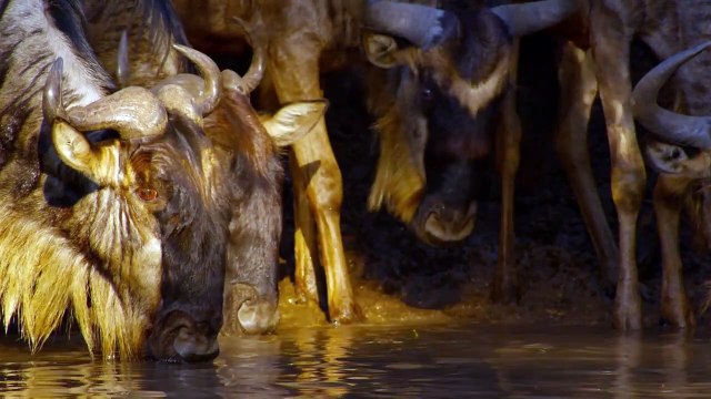 Nature - EXTRAIT VF Le crocodile du Nil