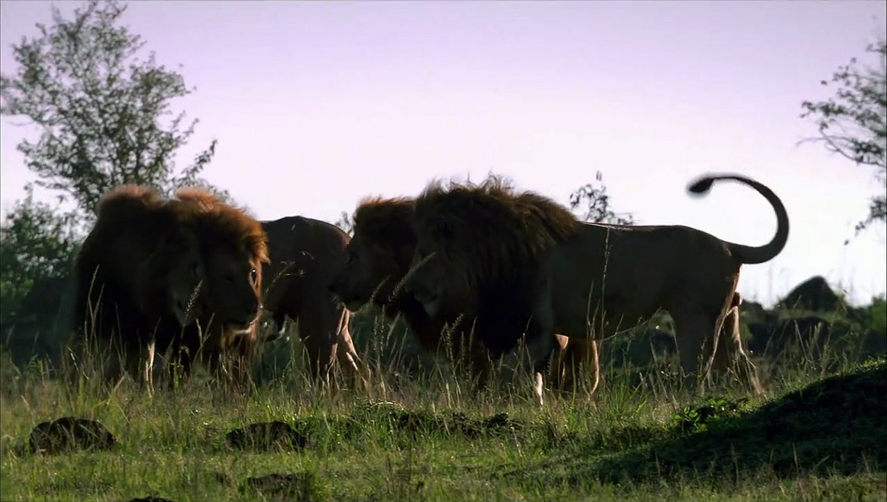 Félins Extrait vidéo (3) VF