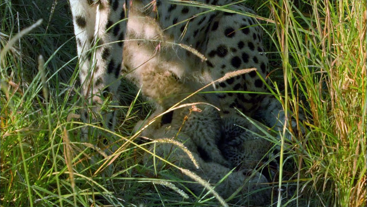 Félins Extrait vidéo (2) VF