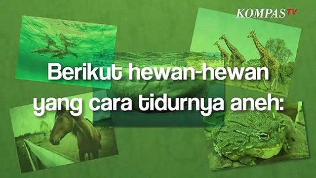 Aneh, Berikut Hewan-Hewan yang Cara Tidurnya Tidak Masuk Akal