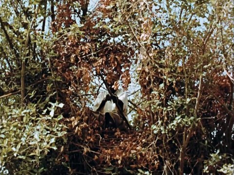 La Chasse au Lion à L'arc Bande-annonce VF