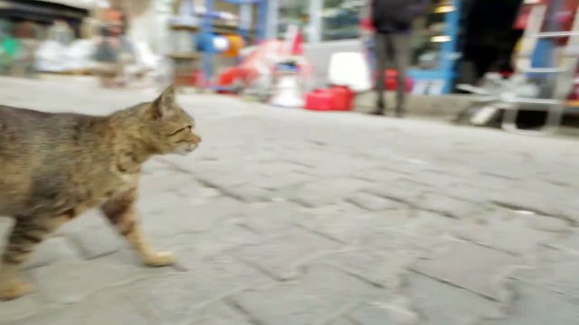 Kedi - Des chats et des hommes EXTRAIT VO Bengu