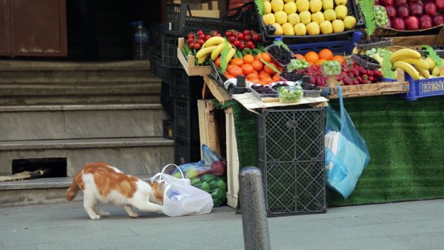 Kedi - Des chats et des hommes EXTRAIT VO Chat roux
