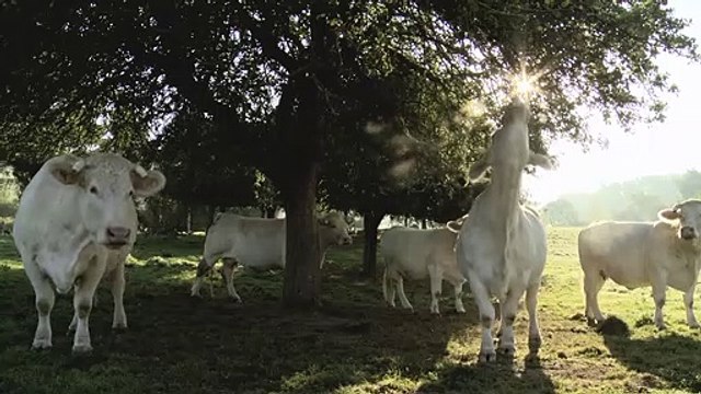 Bovines Bande-annonce VF
