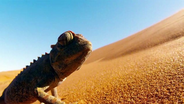 Nature - EXTRAIT VF Le caméléon