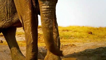 Nature - EXTRAIT VF "L&#039;éléphant d&#039;Afrique"