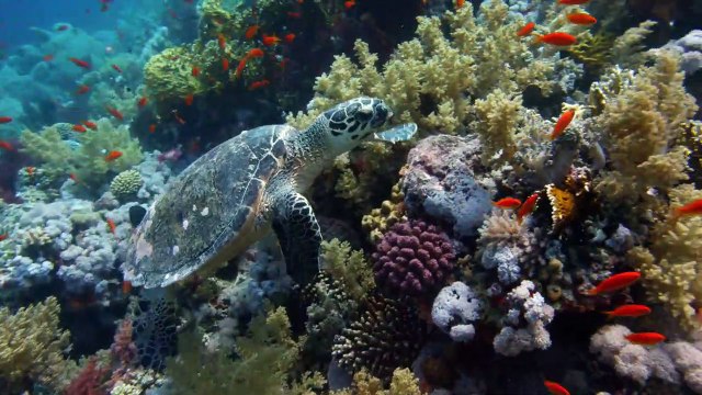 Nature - MAKING OF VOST Par delà les vagues