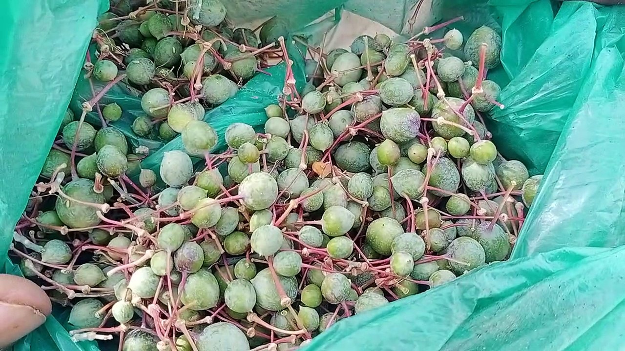 रेगिस्तान का कैर से बदल रहा जैसाण के बाशिंदों क...