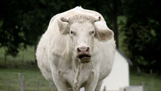 Bovines Teaser VF