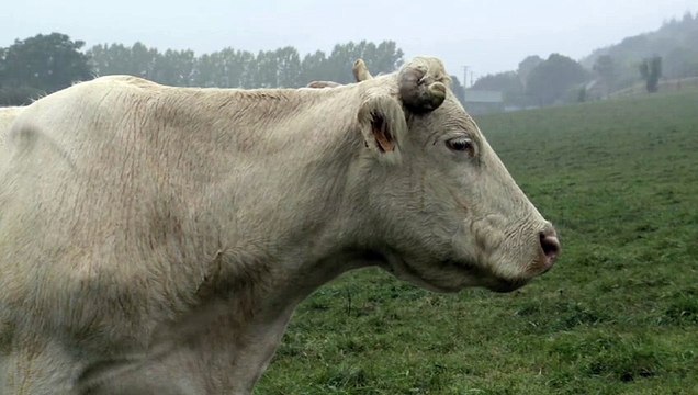 Bovines Teaser (2) VF