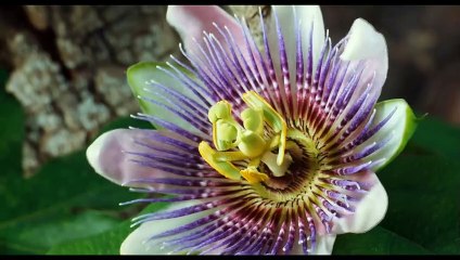 Pollen Extrait vidéo (3) VF