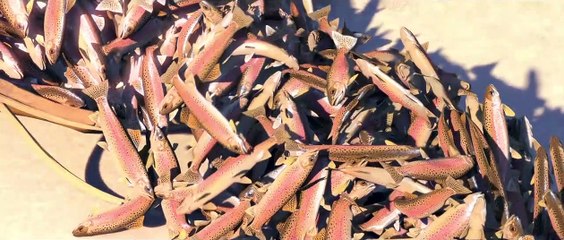 Croc-Blanc Teaser VF