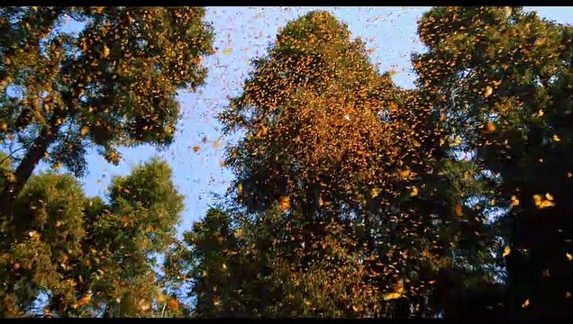 Pollen Extrait vidéo (2) VF