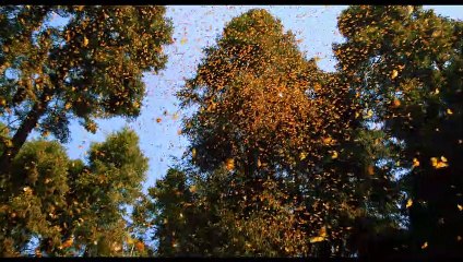 Pollen Extrait vidéo (2) VF