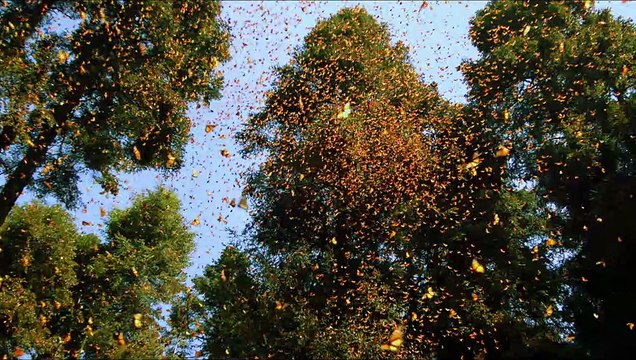 Pollen Bande-annonce VF