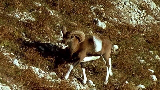 Corse - Joyau de la Méditerranée Bande-annonce VF