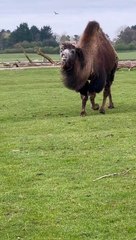 Camel's Lips Flap Around as It Runs