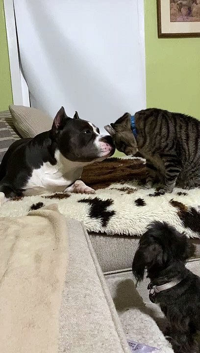 Small Dog Protects Big Dog from Cat