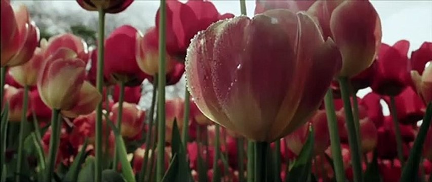 Love Eternal Bande-annonce VO