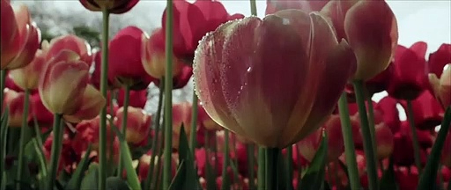 Love Eternal Bande-annonce VO